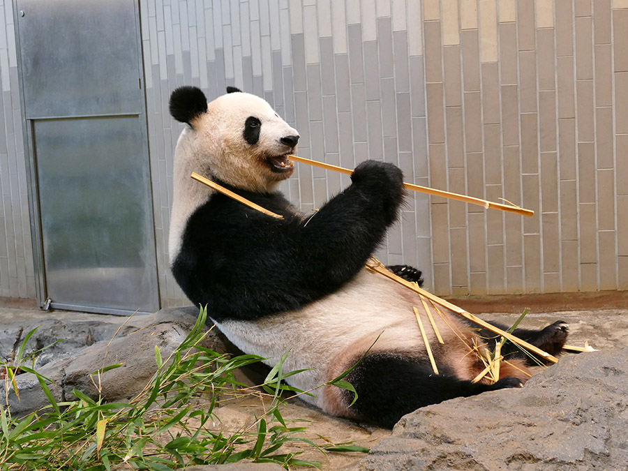 パンダの可愛らしさ ちゃんと理由があるんです 上野動物園に聞く その体格と成長 アーバン ライフ メトロ