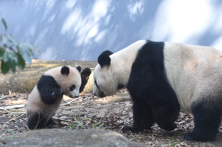 パンダの可愛らしさ ちゃんと理由があるんです 上野動物園に聞く その体格と成長 アーバン ライフ メトロ Urban Life Metro Ulm