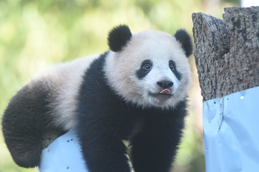 パンダの可愛らしさ、ちゃんと理由があるんです。 上野動物園に聞く、その体格と成長