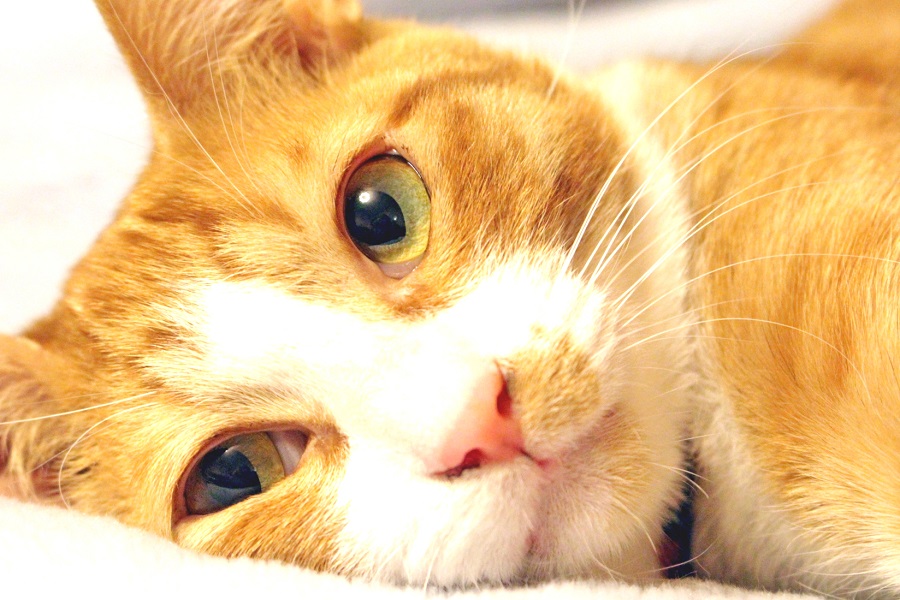 965万頭の猫を愛する人たちへ！ 「ねこ検定」姉妹サイトがオープン、写真も投稿できる