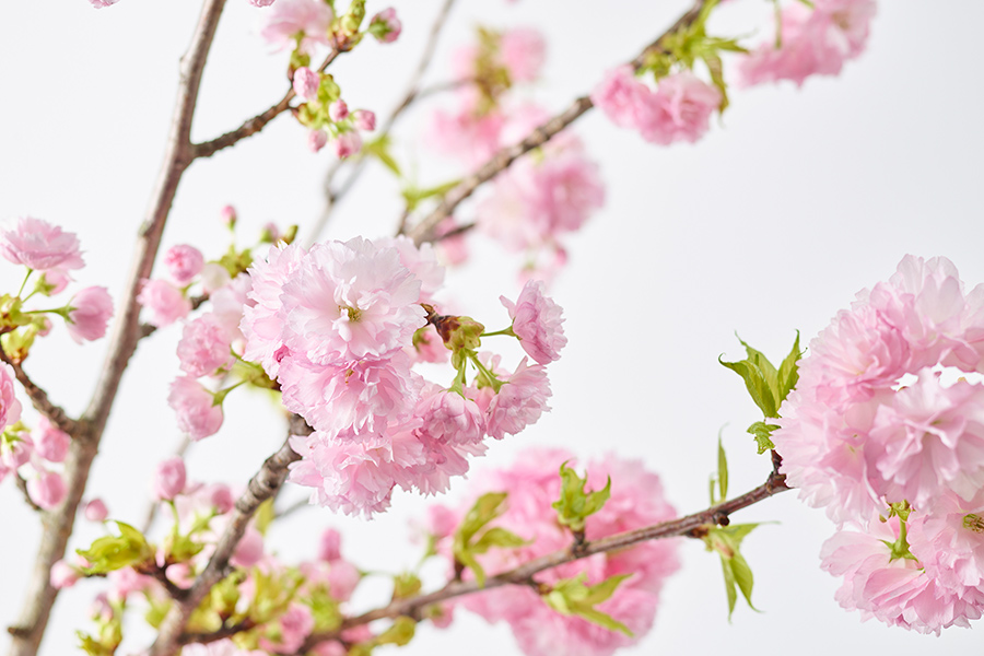 室内でも花見を満喫　桜1本から購入可能なフラワーショップ、カフェでは桜スイーツも