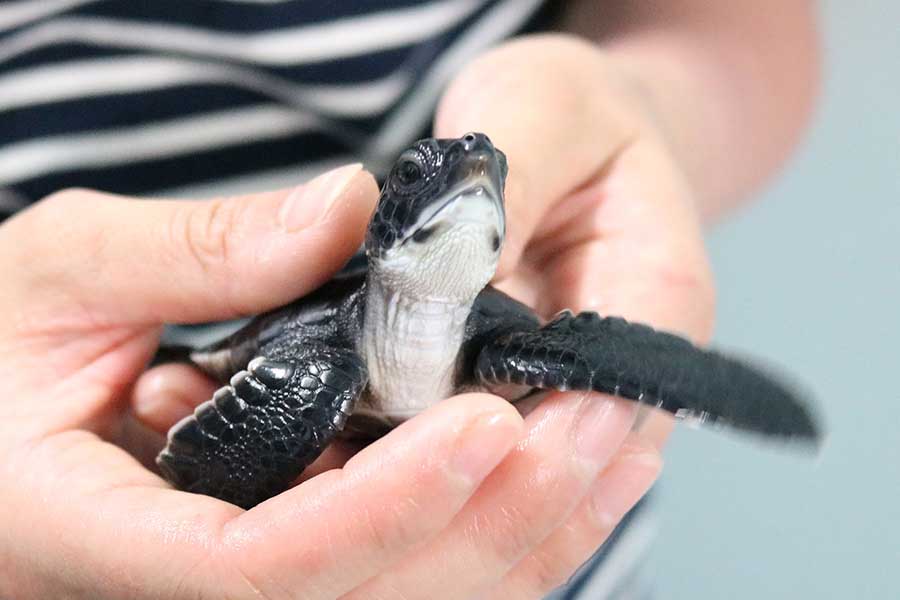 すみだ水族館がアオウミガメの赤ちゃん2匹を一般公開、餌やりも間近で観察できる！ 小笠原生まれで甲長たった6.8cm