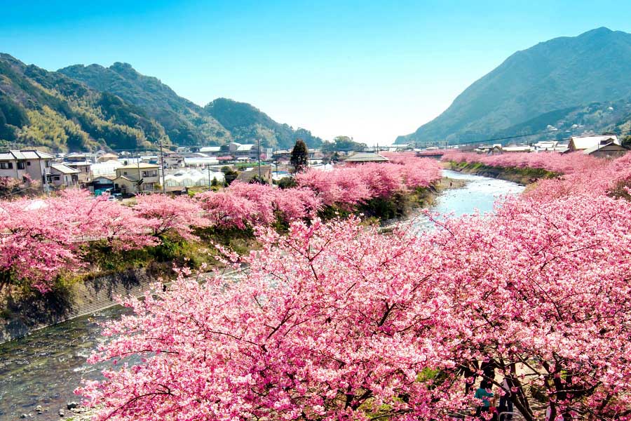 真冬のお花見で人気の伊豆「河津桜」に東京人はなぜ心を奪われるのか