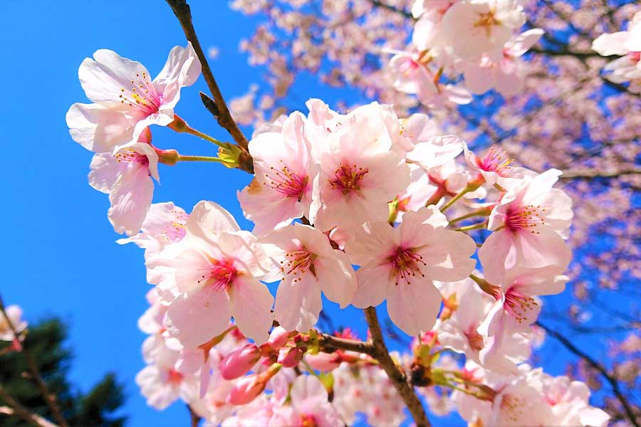 関東地方で春一番も 桜の王者「ソメイヨシノ」に忍び寄る危機とは