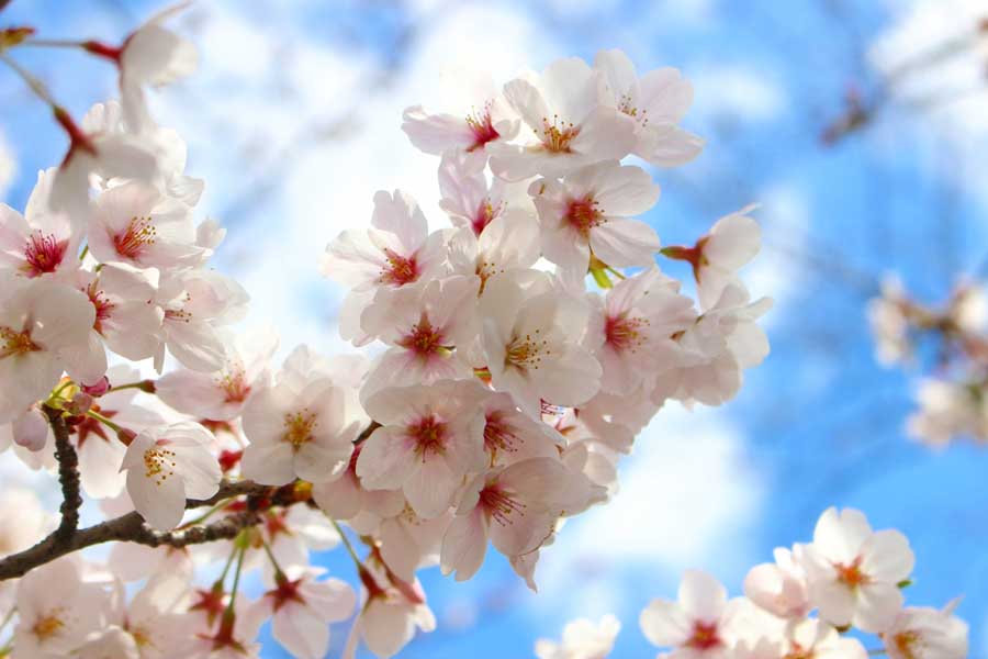 駒込駅近くで香る――桜の王者「ソメイヨシノ」を生んだ植木職人たちの熱きプライド