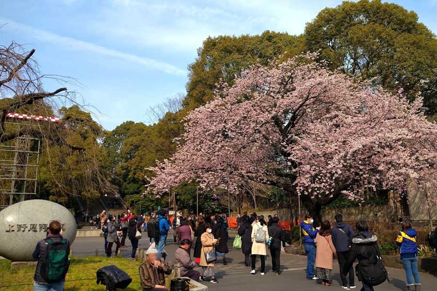 上野公園になんと50種類以上のサクラがあった――花見「自粛」のいまこそ知っておきたいこと
