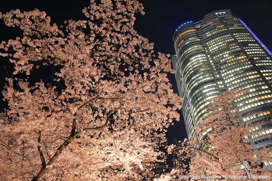 東京で見る「夜桜のライトアップ」がとても幻想的な理由