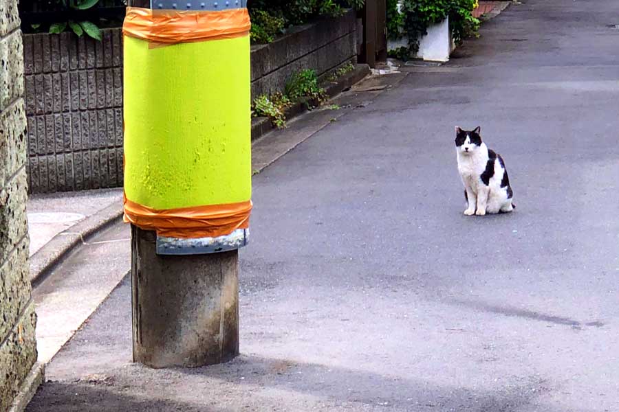 世にも珍しい「猫の爪研ぎ」付きの電柱――背景にある地域住民の葛藤とは