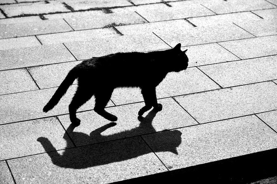 「どうして……目も鼻もない」 夜道で見つけた重症のサビ猫は、どうやって「完治」を遂げたのか