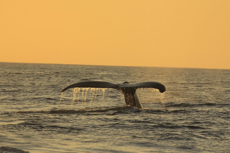 /wp-content/uploads/2020/11/201112_whale_06.jpg