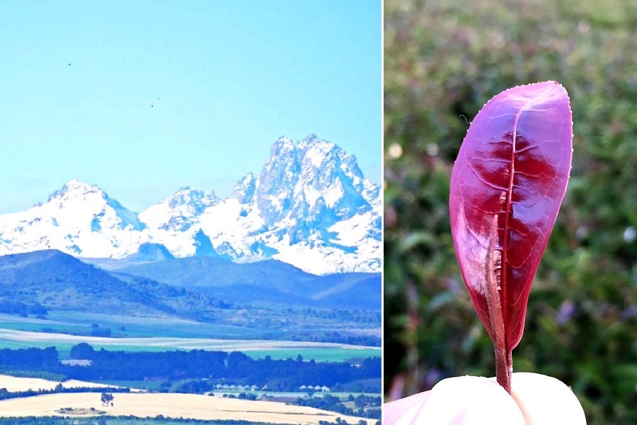 日本から1万km超　広大無辺のケニア山麓で育った「天空のお茶」紫茶って何？