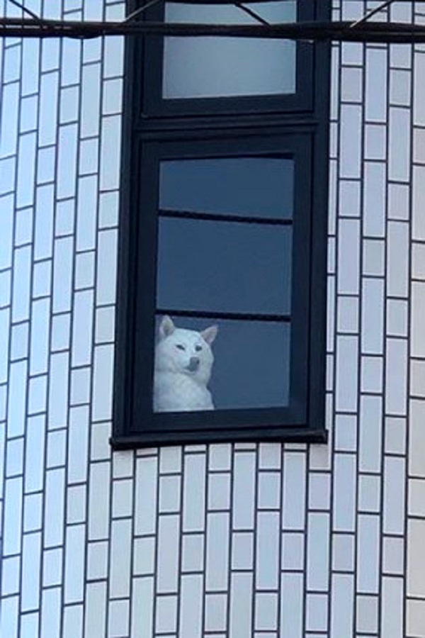 都内マンションの窓に“白い影”アップで見ると……ユニークな柴犬の行動にツイッター民2.6万人メロメロ