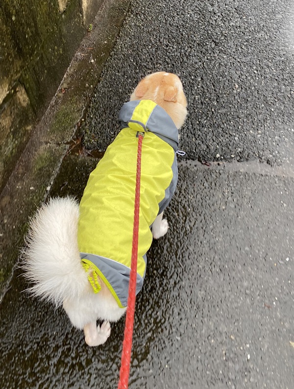 雨でも散歩に行きたい犬が独自の「防水対策」を発明！ かわい過ぎるとツイッターで話題に