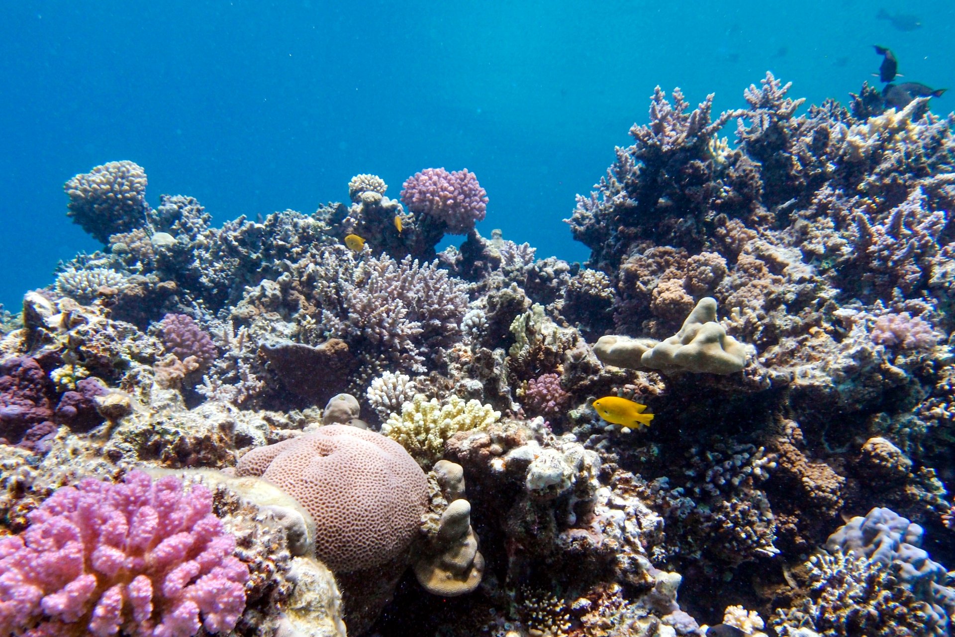 実は伊豆諸島近海にもあった「サンゴ礁」 なぜ今まで忘れ去られていたのか？