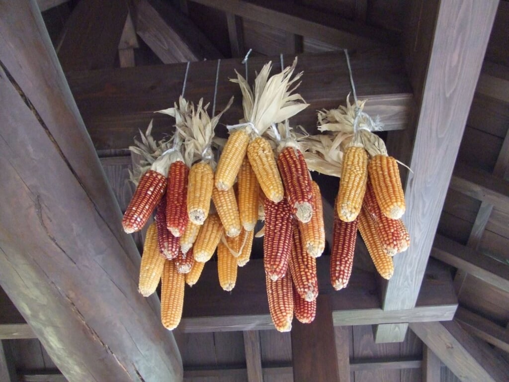 江戸時代の吉原名物だった焼きトウモロコシ 浅草の雷おこしも もともとはトウモロコシ製だった アーバン ライフ メトロ