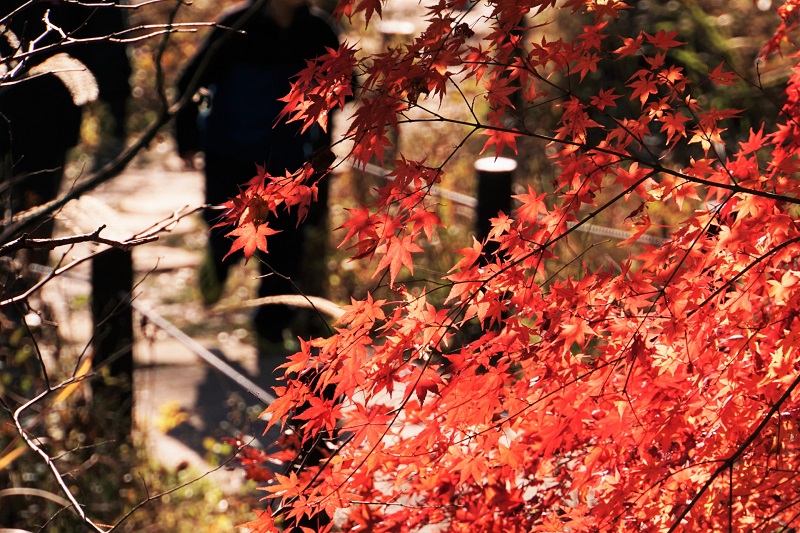 【ソロ活(1)】都心の森で紅葉狩り！木立のなかでゆったりとひとりの時間を過ごそう