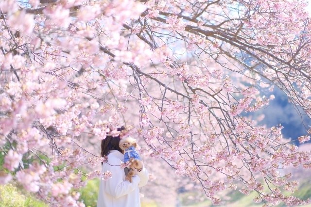 河津桜と愛犬と。都心の公園穴場＆定番フォトジェニック撮影スポット【お花見（4）】