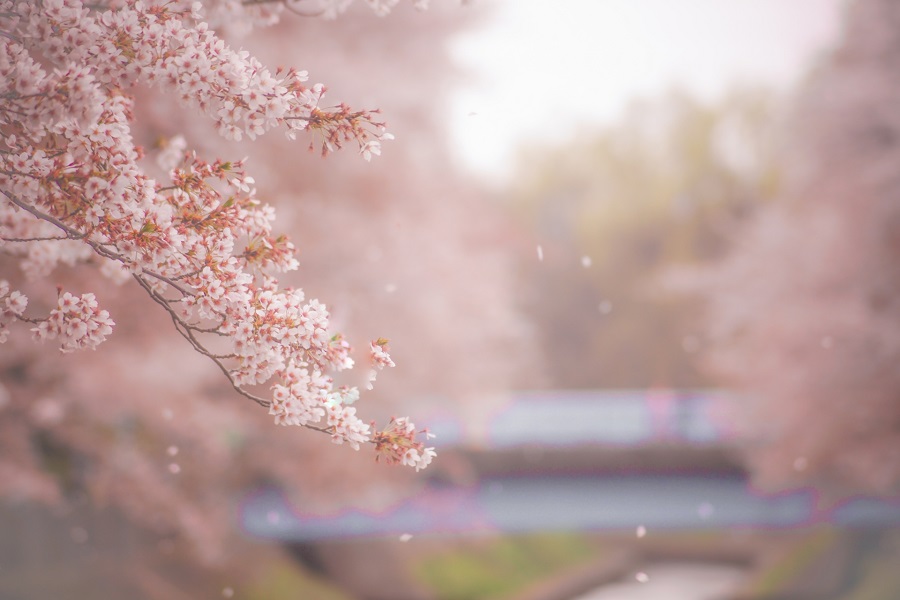 桜は目黒川だけじゃない！川岸でのんびり花見できる穴場スポット【お花見（5）】