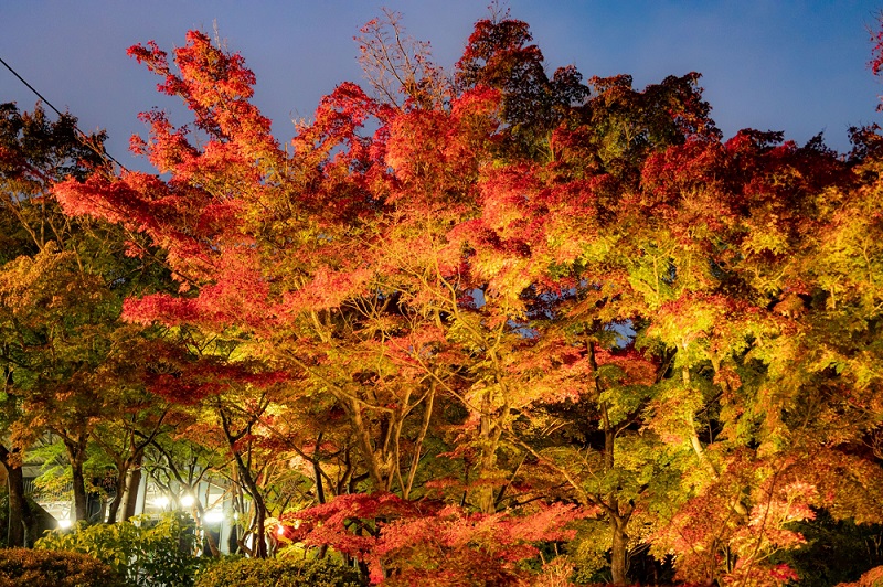 【茨城県】ケーブルカーから眺める夜景＆紅葉！名所ライトアップとイルミスポットへ