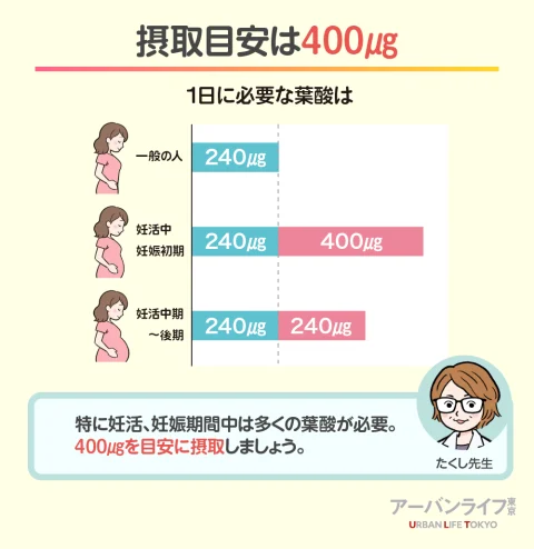 葉酸の摂取目安