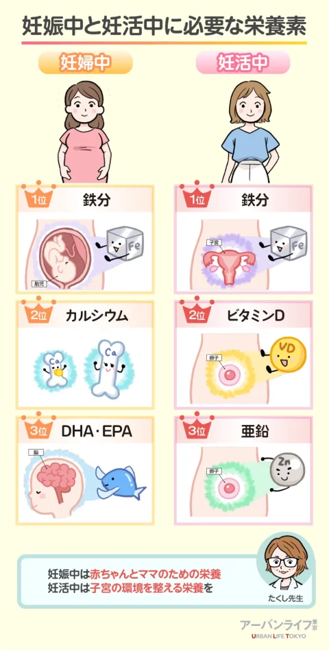 妊活中と妊娠中は必要な栄養が違う